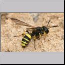 Cerceris quadricincta - Knotenwespe w02 11mm.jpg